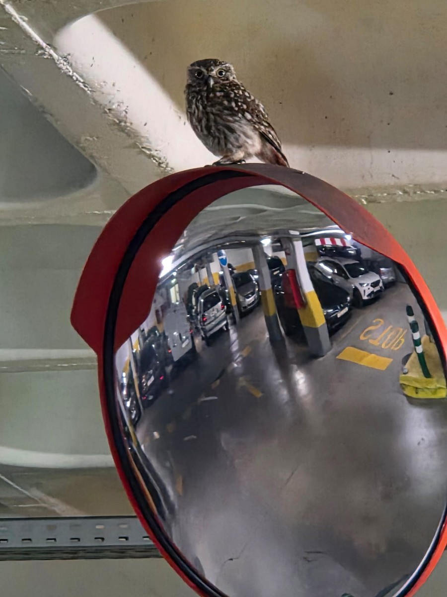 Little Owl - ML642520043