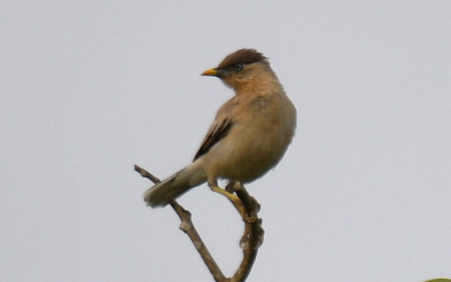 Brahminy Starling - ML642520098