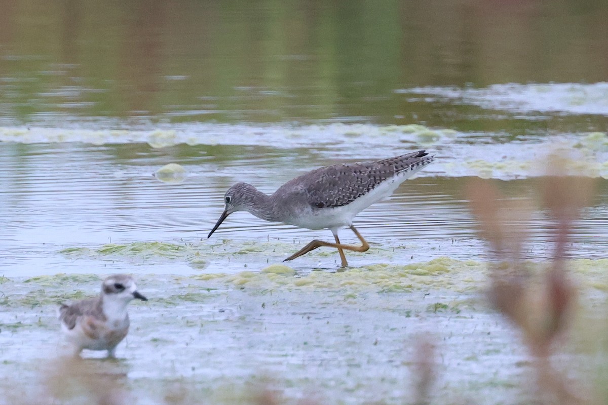 Lesser Yellowlegs - ML642520104