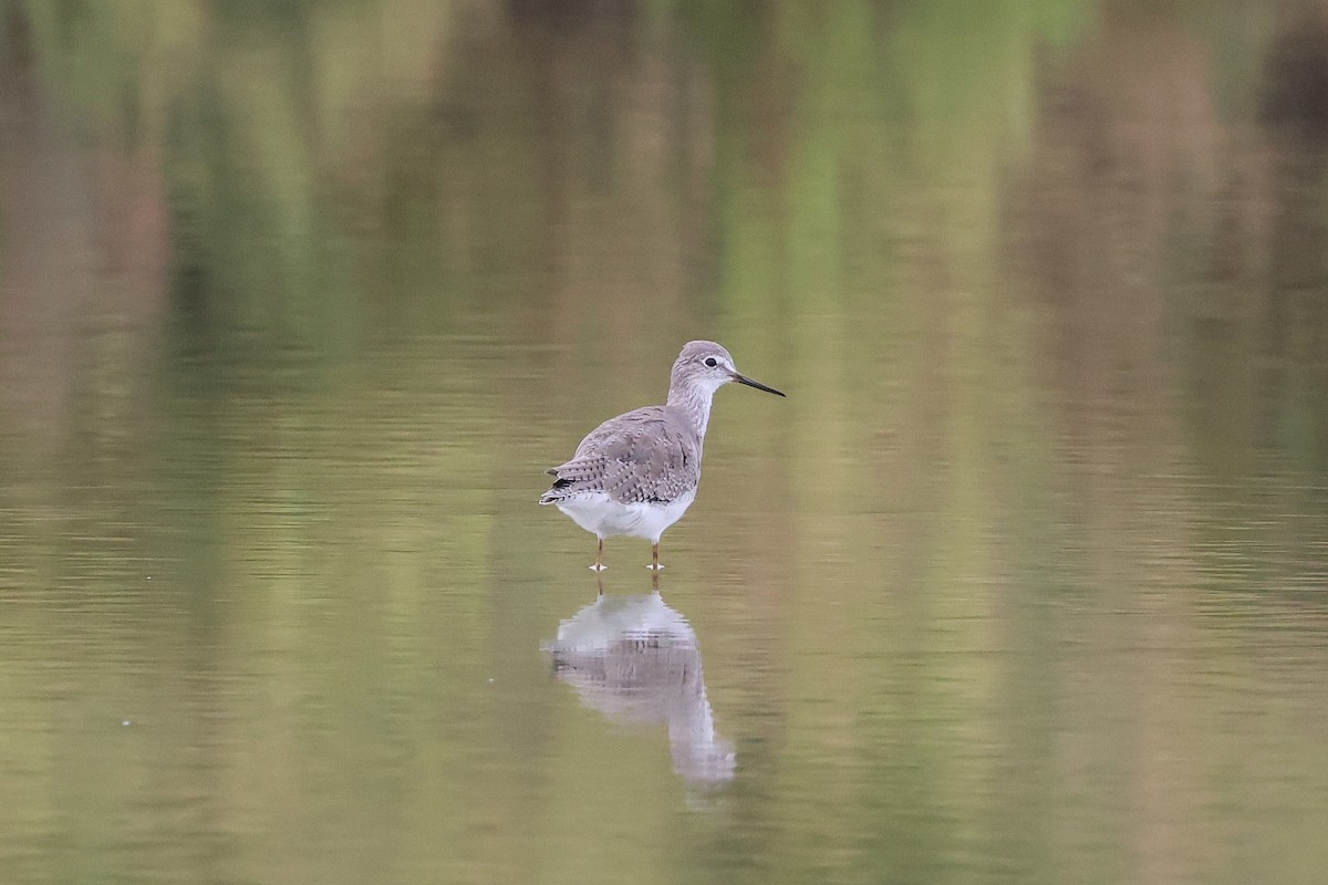 Lesser Yellowlegs - ML642520105
