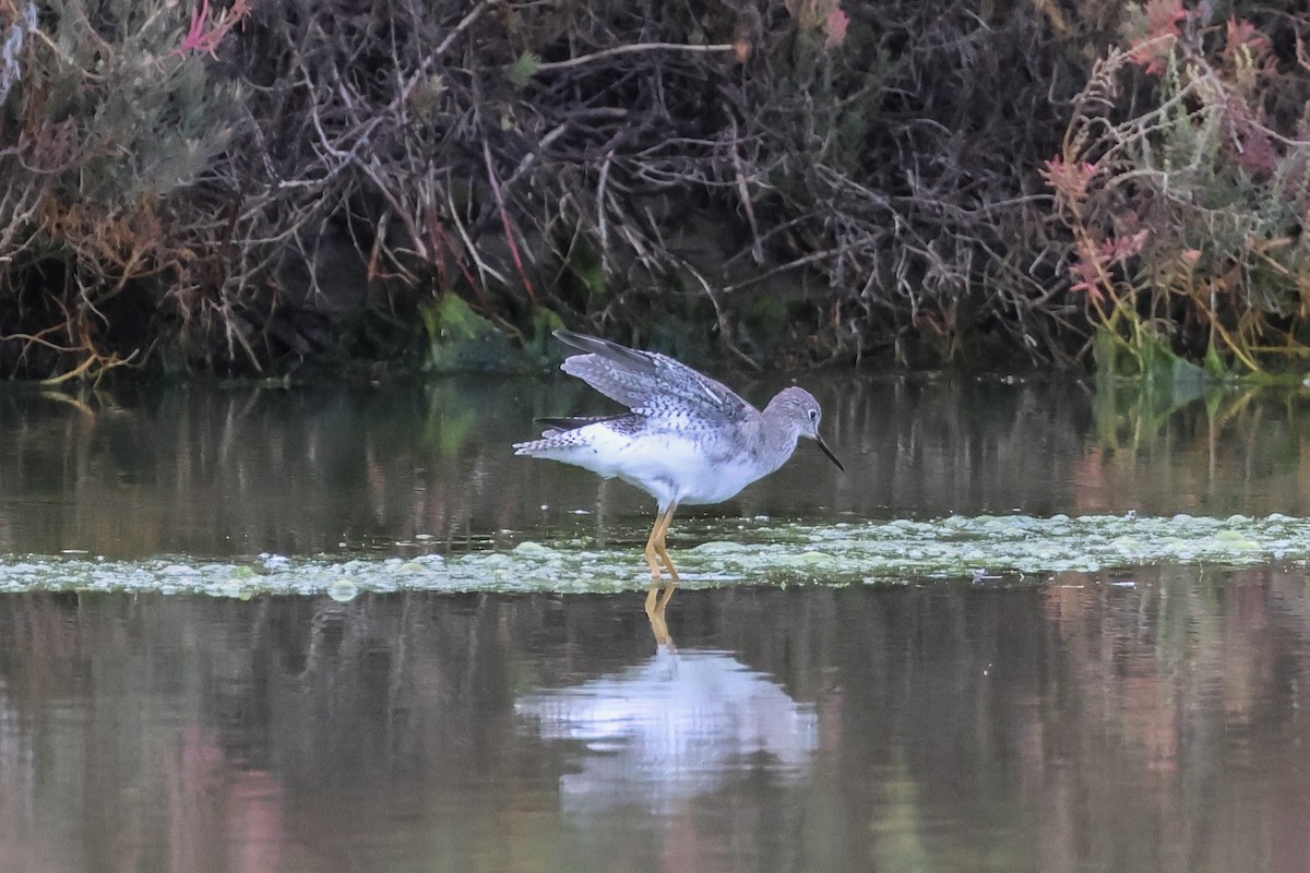 Lesser Yellowlegs - ML642520106