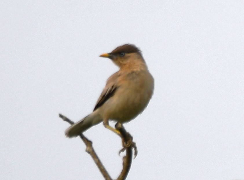 Brahminy Starling - ML642520122