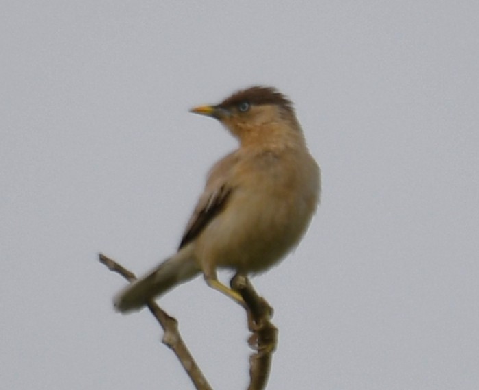 Brahminy Starling - ML642520123