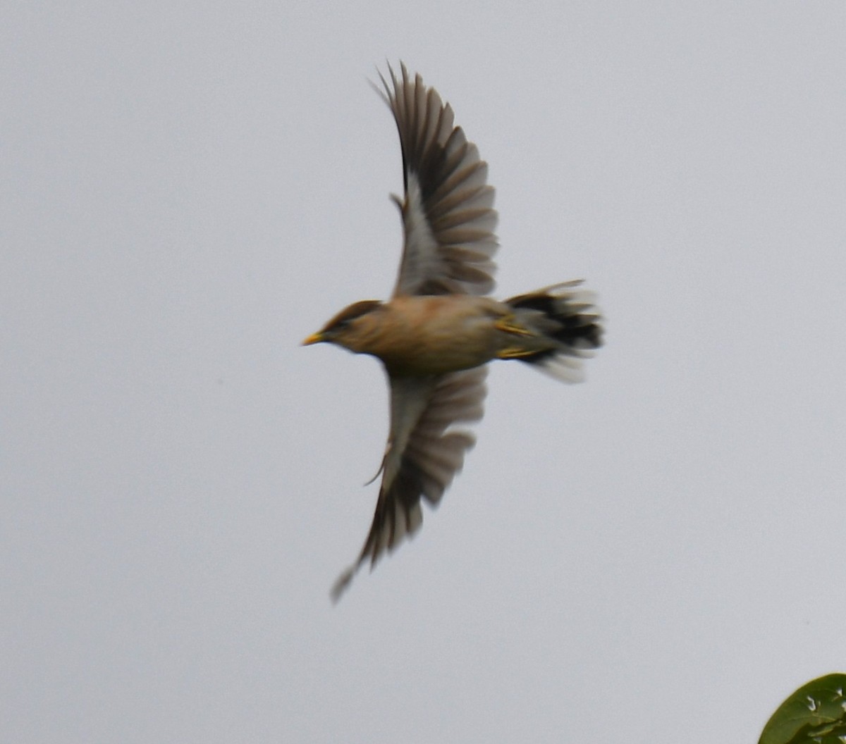 Brahminy Starling - ML642520131