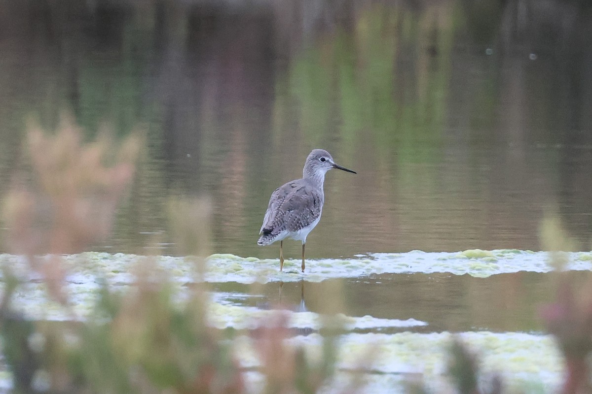 Lesser Yellowlegs - ML642520152
