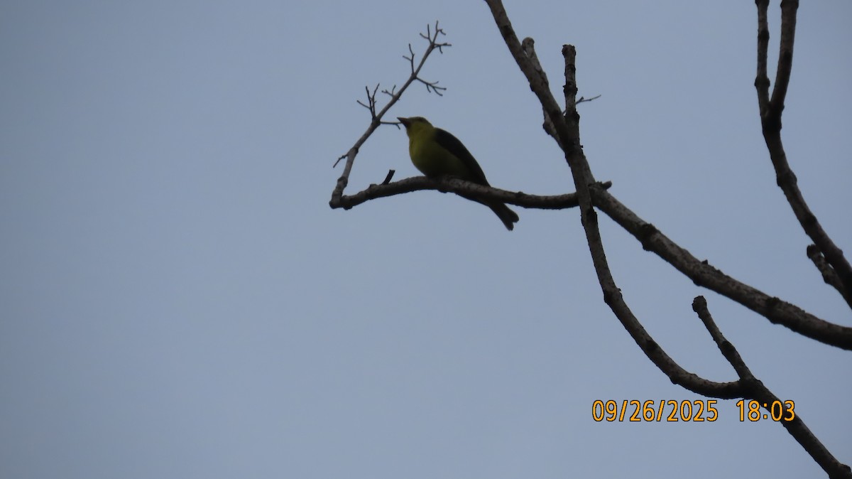 Scarlet Tanager - ML642520153