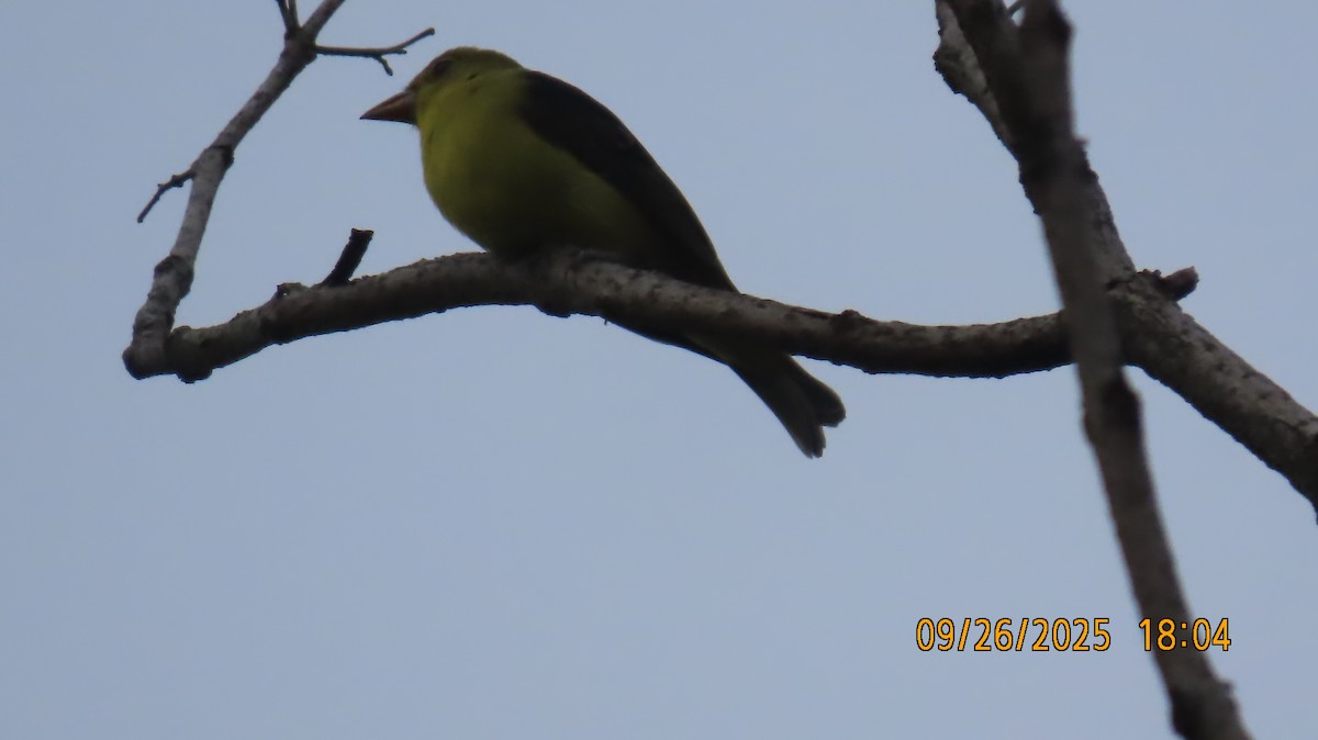 Scarlet Tanager - ML642520154