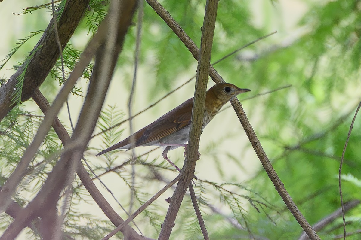 Veery - ML642520157