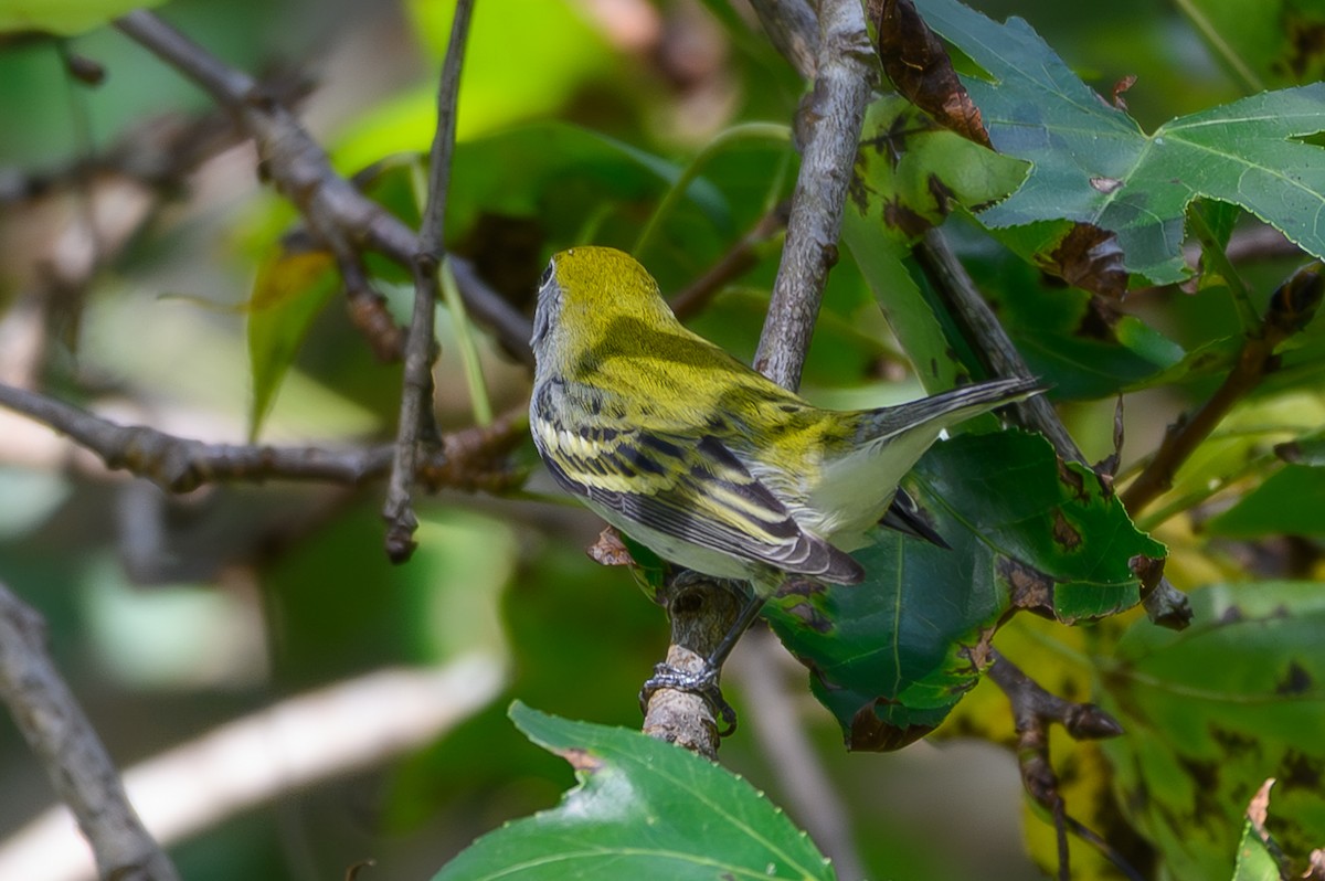 Chestnut-sided Warbler - ML642520160