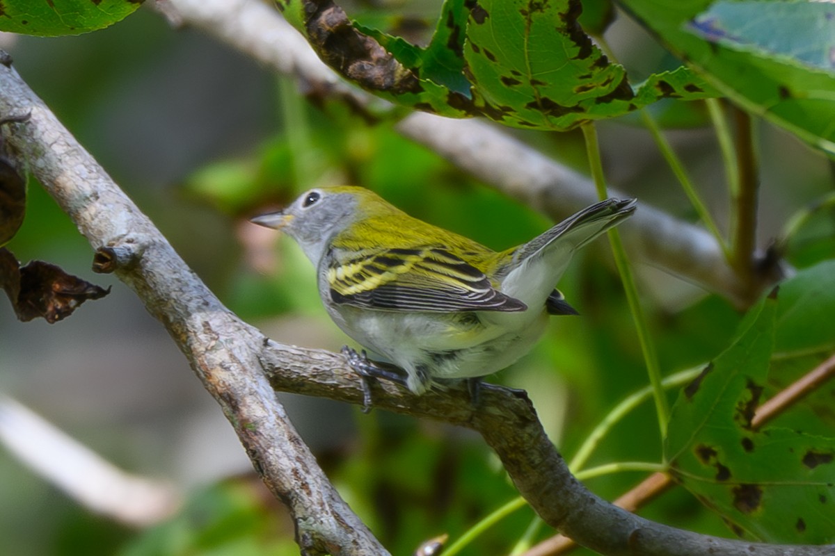 Chestnut-sided Warbler - ML642520161