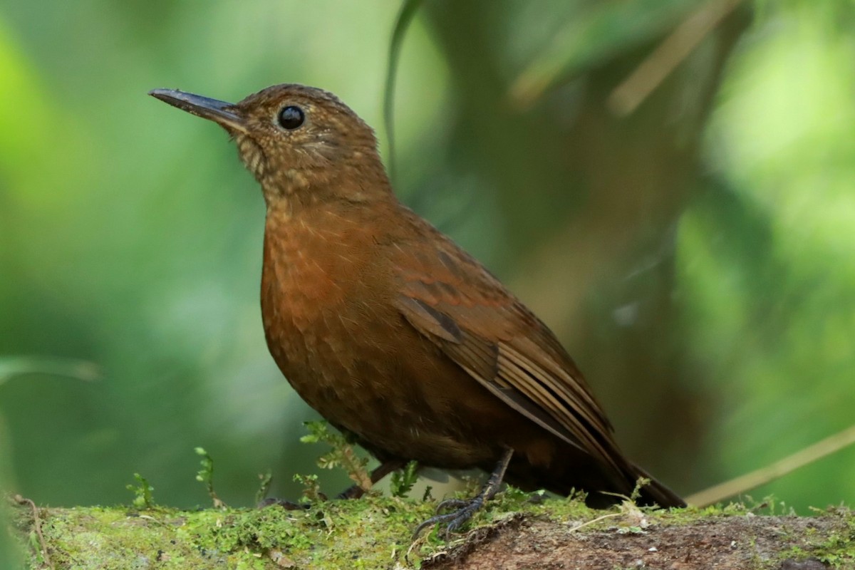 Sclérure à poitrine rousse (scansor) - ML642520193