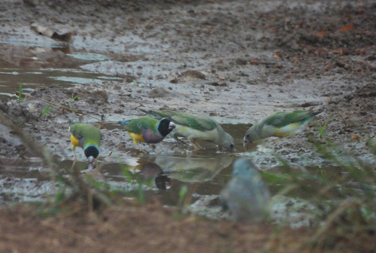 Gouldian Finch - ML642520236