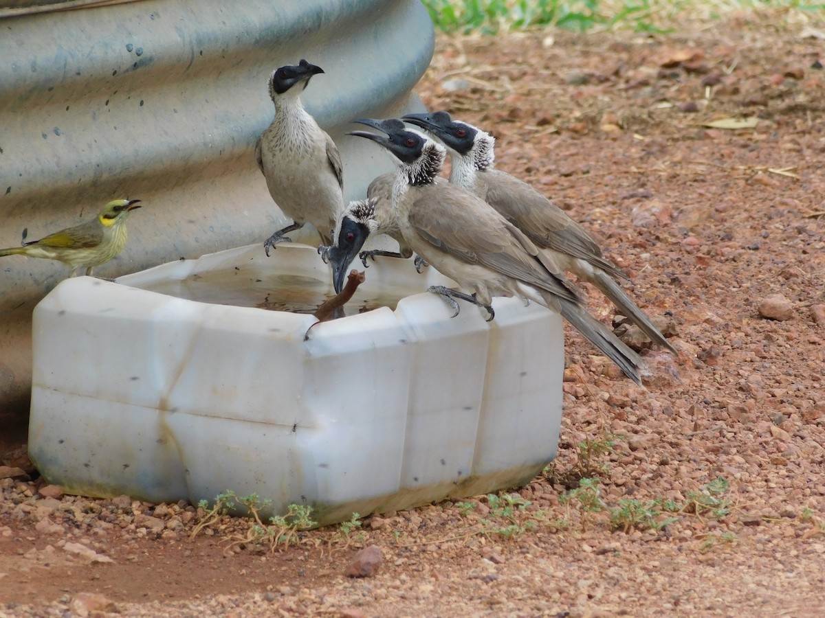 Silver-crowned Friarbird - ML642520241