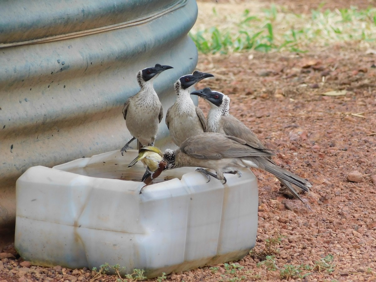 Silver-crowned Friarbird - ML642520243