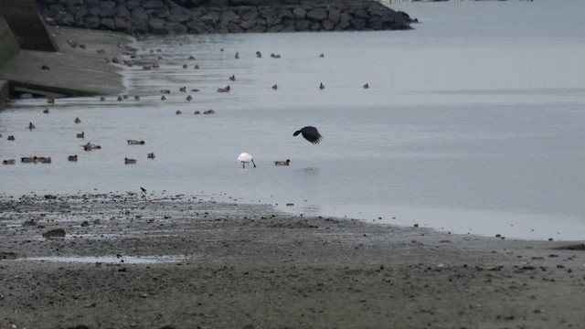 Black-faced Spoonbill - ML642520251