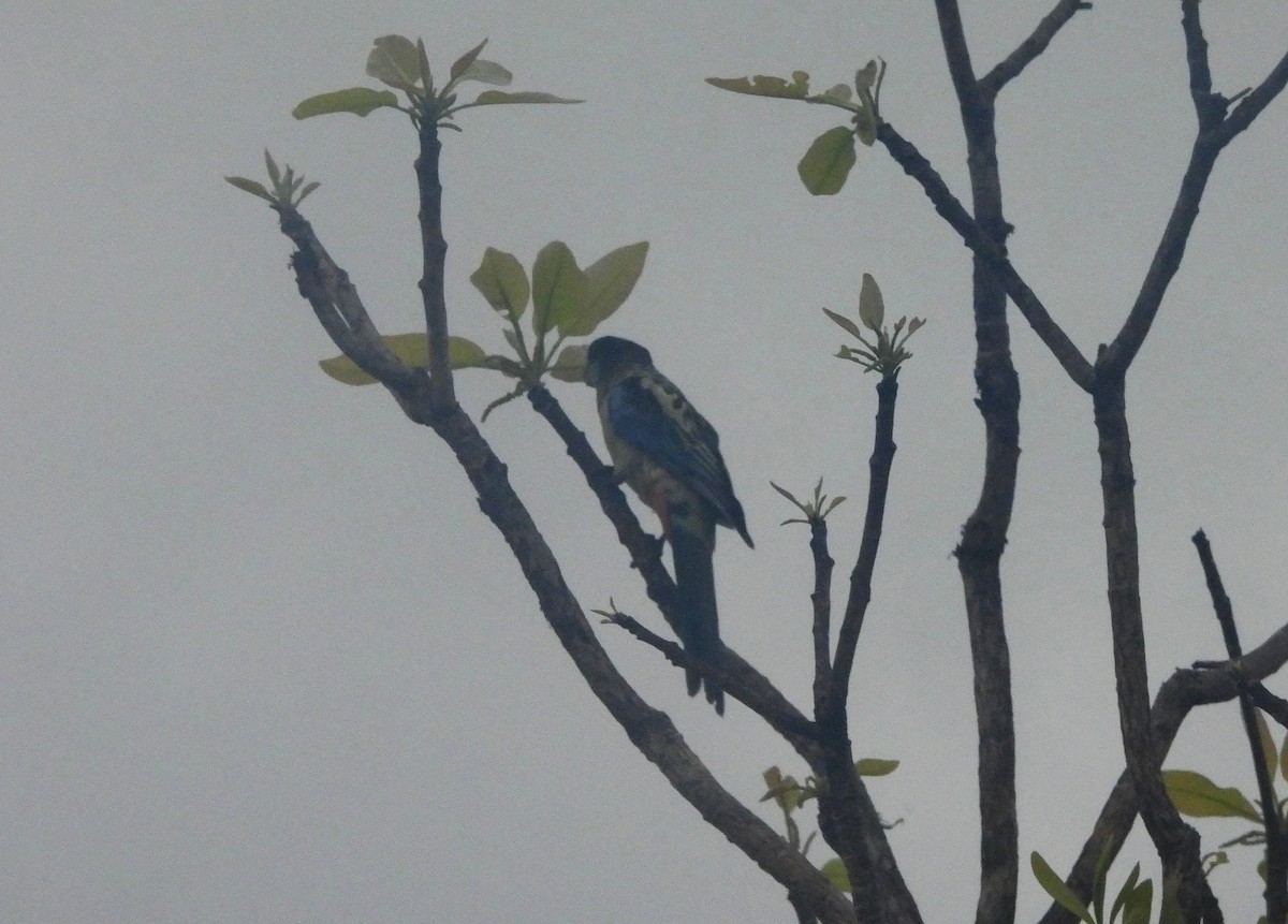 Northern Rosella - ML642520257