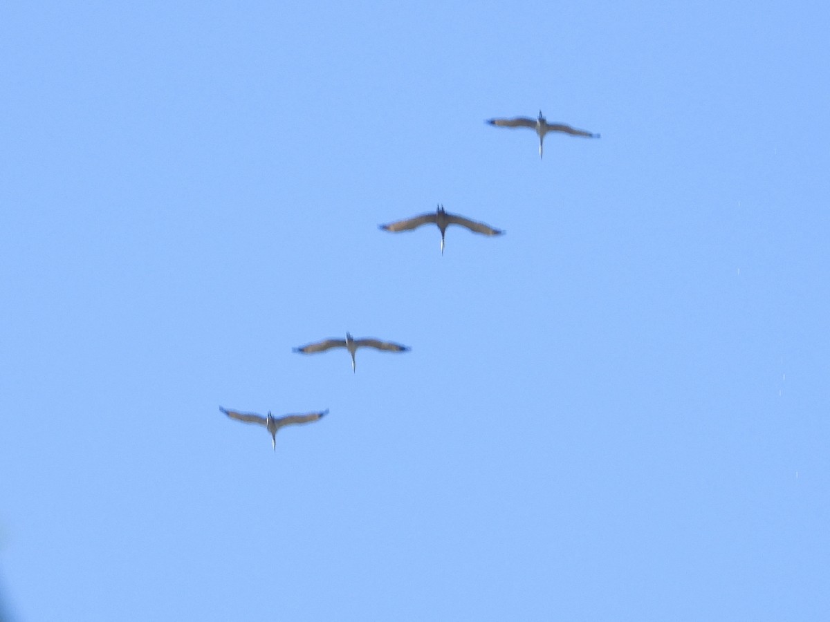 Sandhill Crane - ML642520269