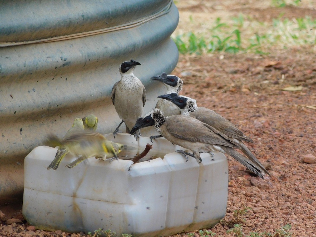 Silver-crowned Friarbird - ML642520298