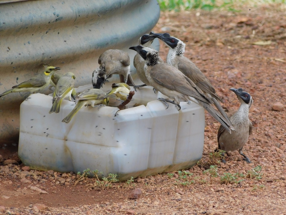 Silver-crowned Friarbird - ML642520302
