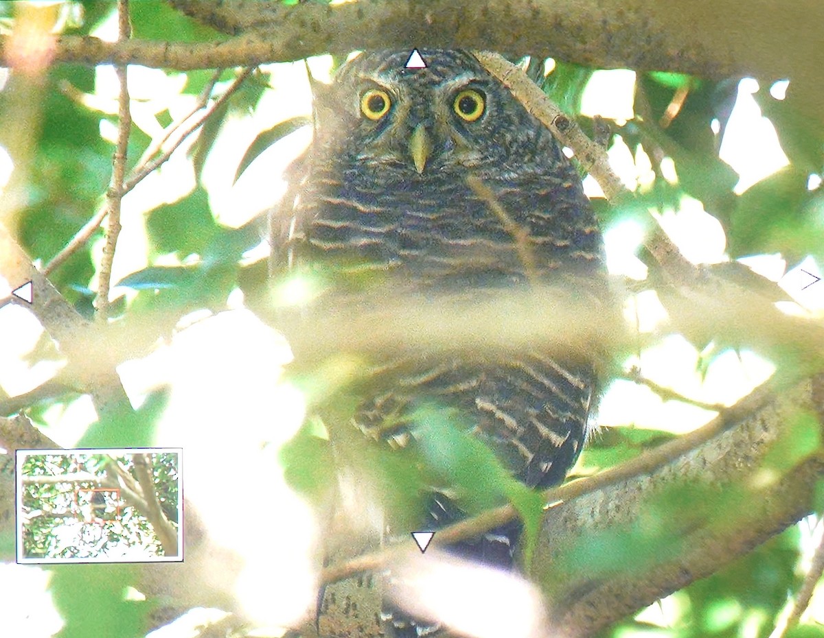 Asian Barred Owlet - ML642520306