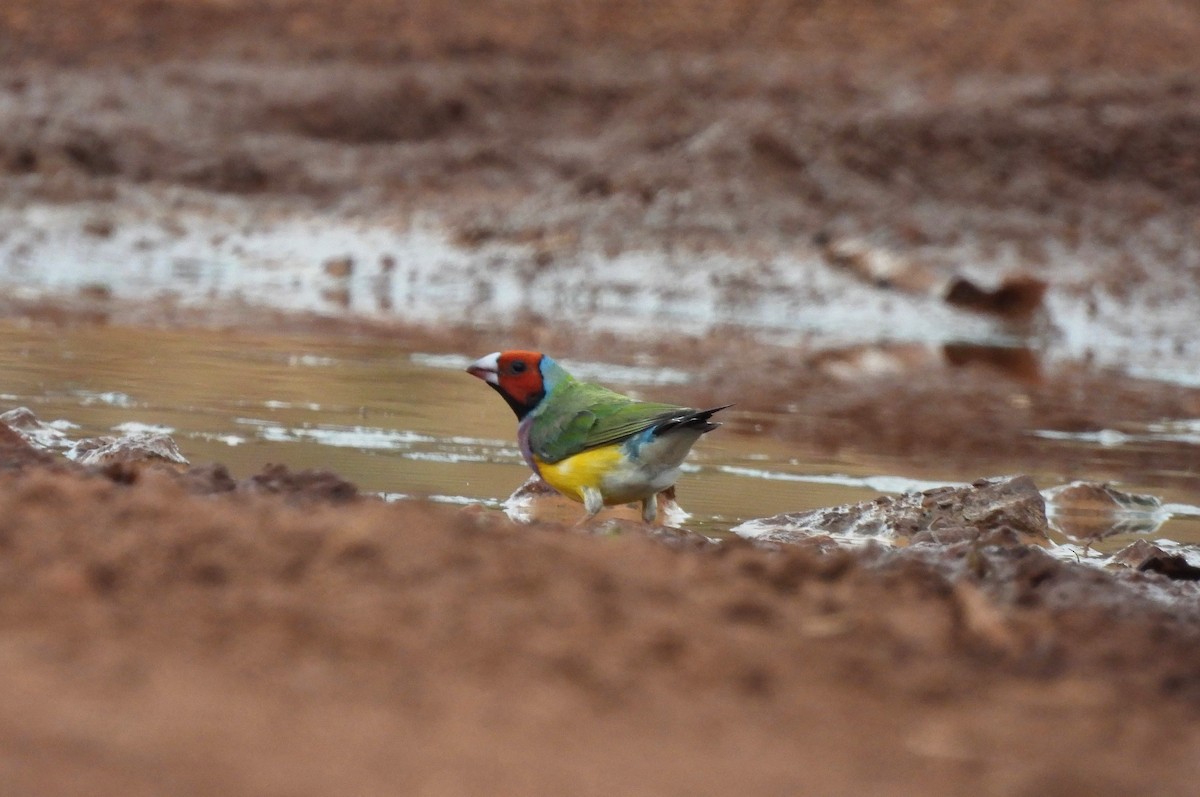 Gouldian Finch - ML642520327