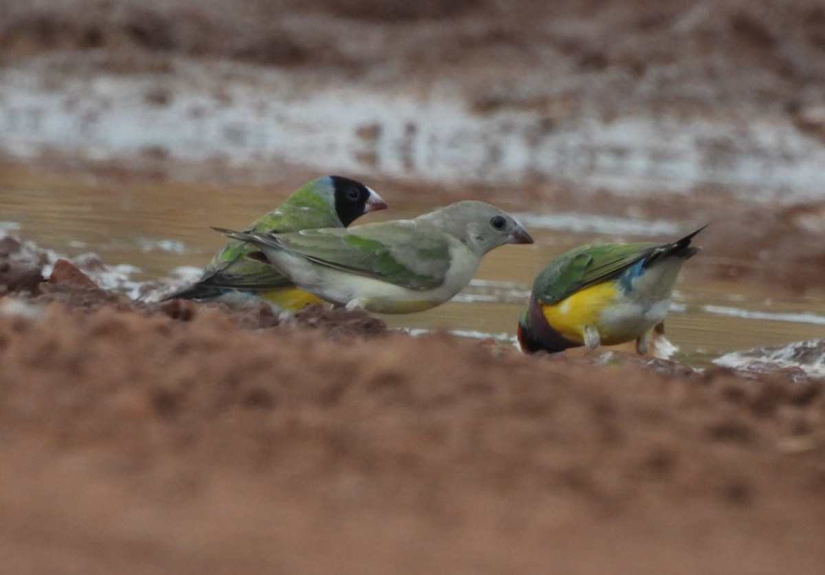 Gouldian Finch - ML642520331