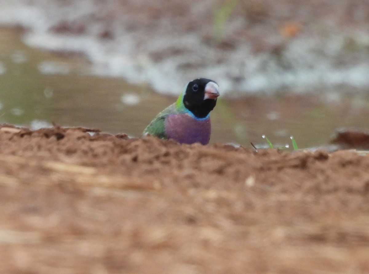 Gouldian Finch - ML642520341