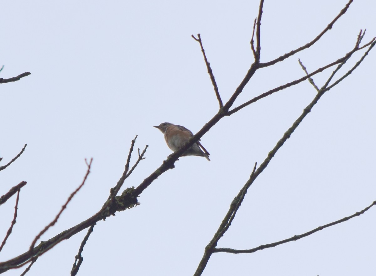 Eastern Bluebird - ML642520344