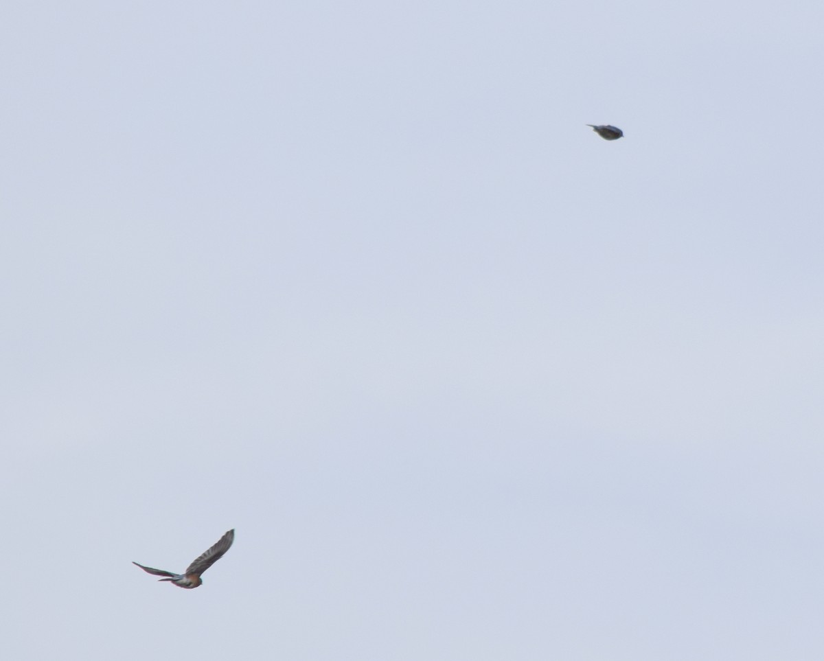 Eastern Bluebird - ML642520345