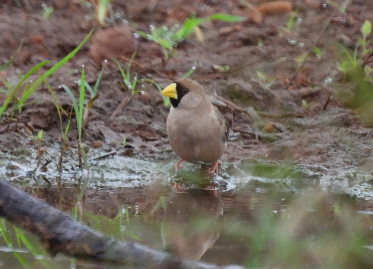 Masked Finch - ML642520347