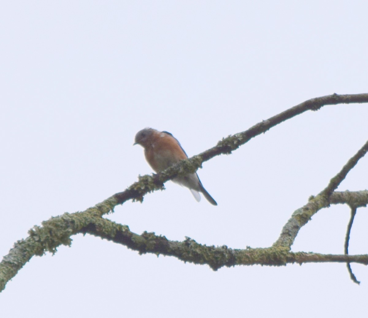 Eastern Bluebird - ML642520348