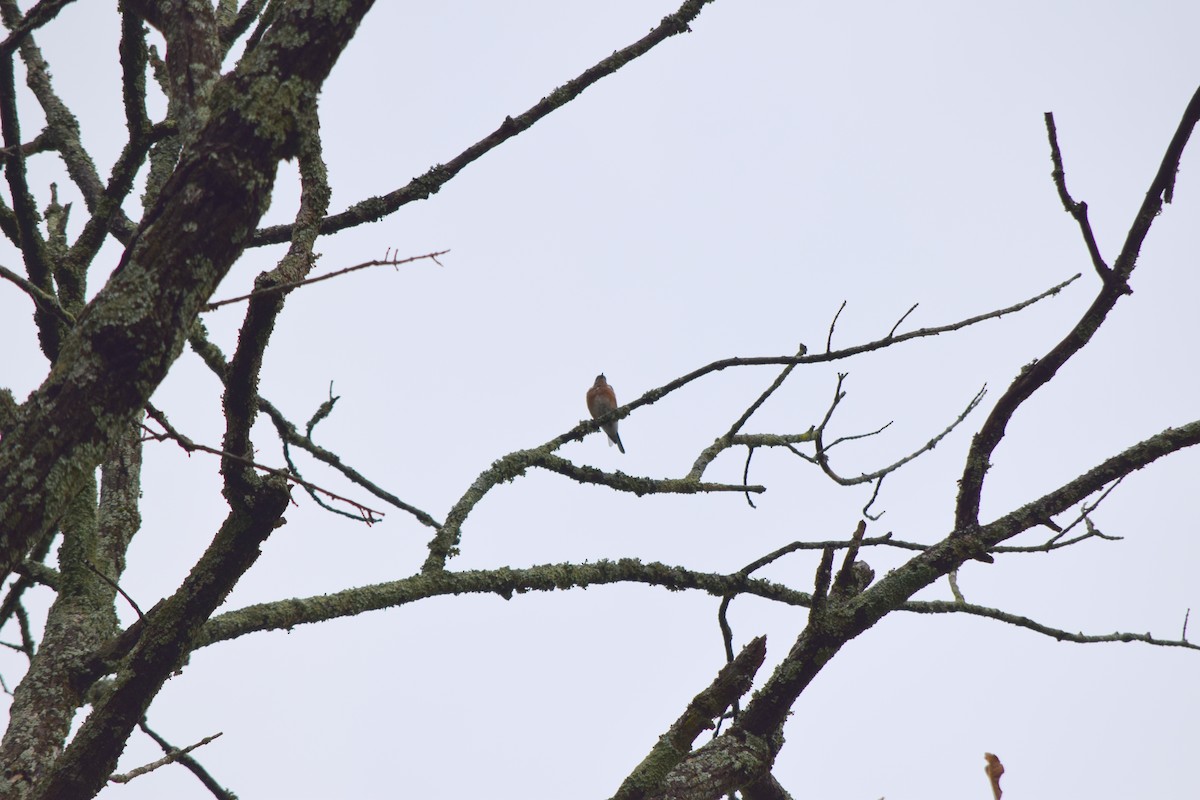 Eastern Bluebird - ML642520349