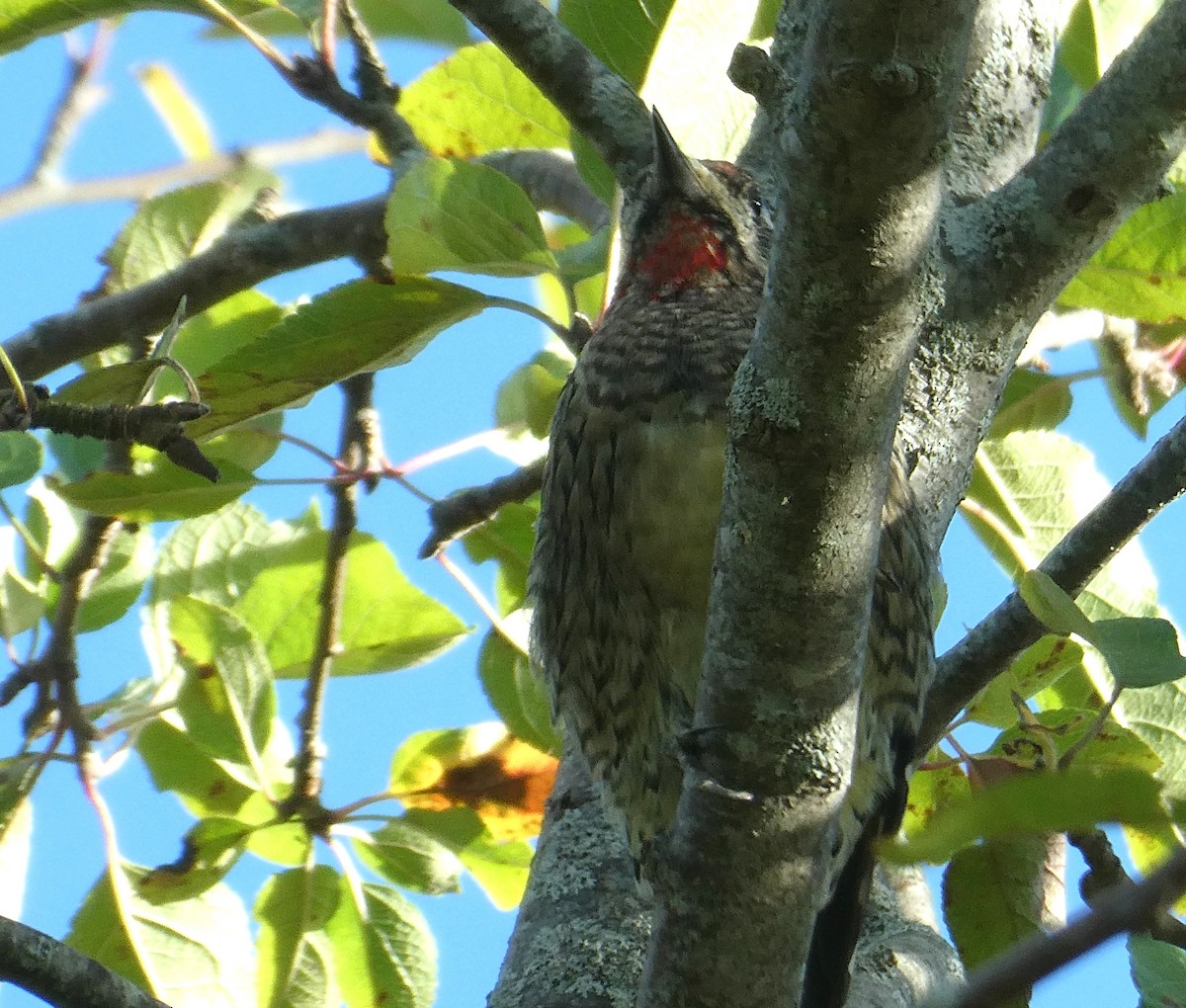 Yellow-bellied Sapsucker - ML642520350