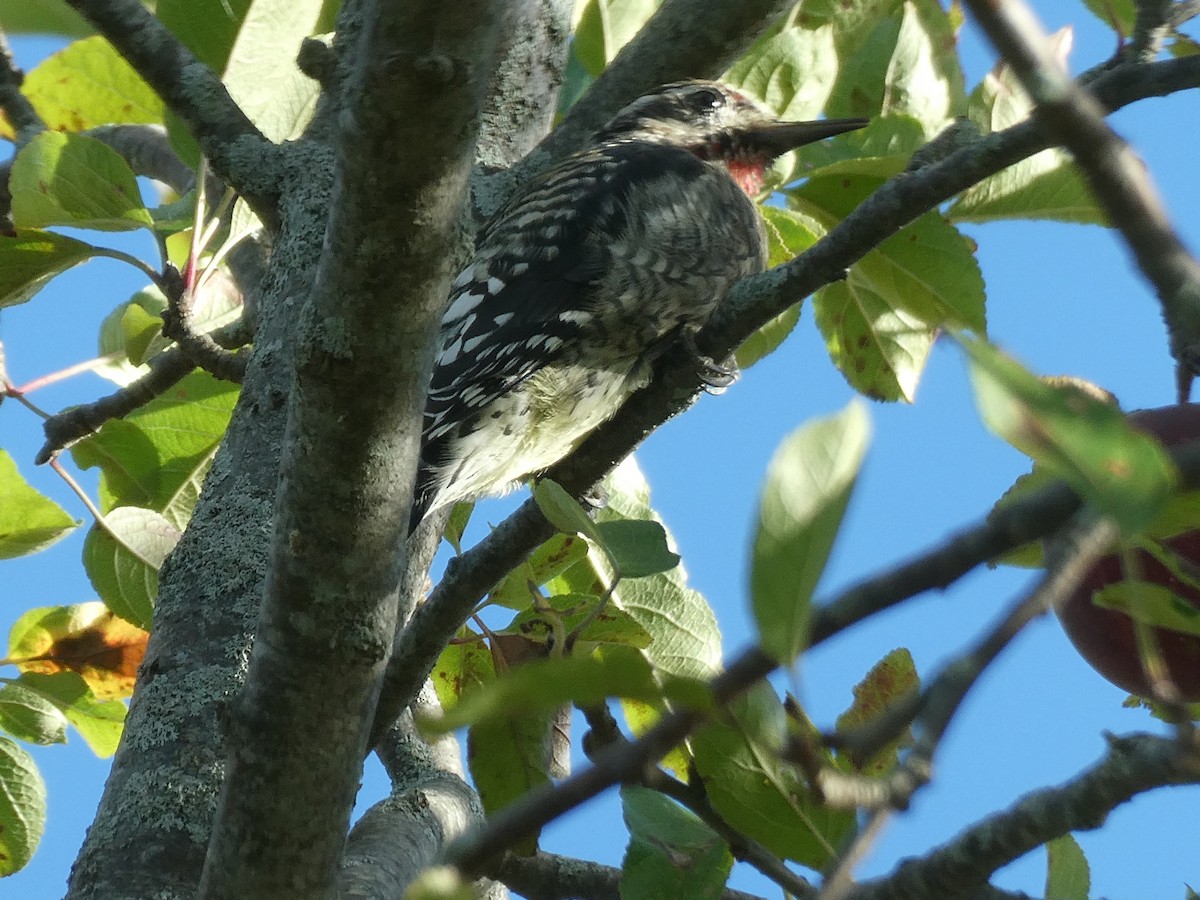 Yellow-bellied Sapsucker - ML642520351