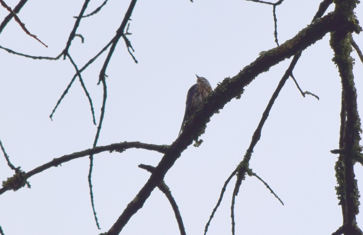 Eastern Bluebird - ML642520352