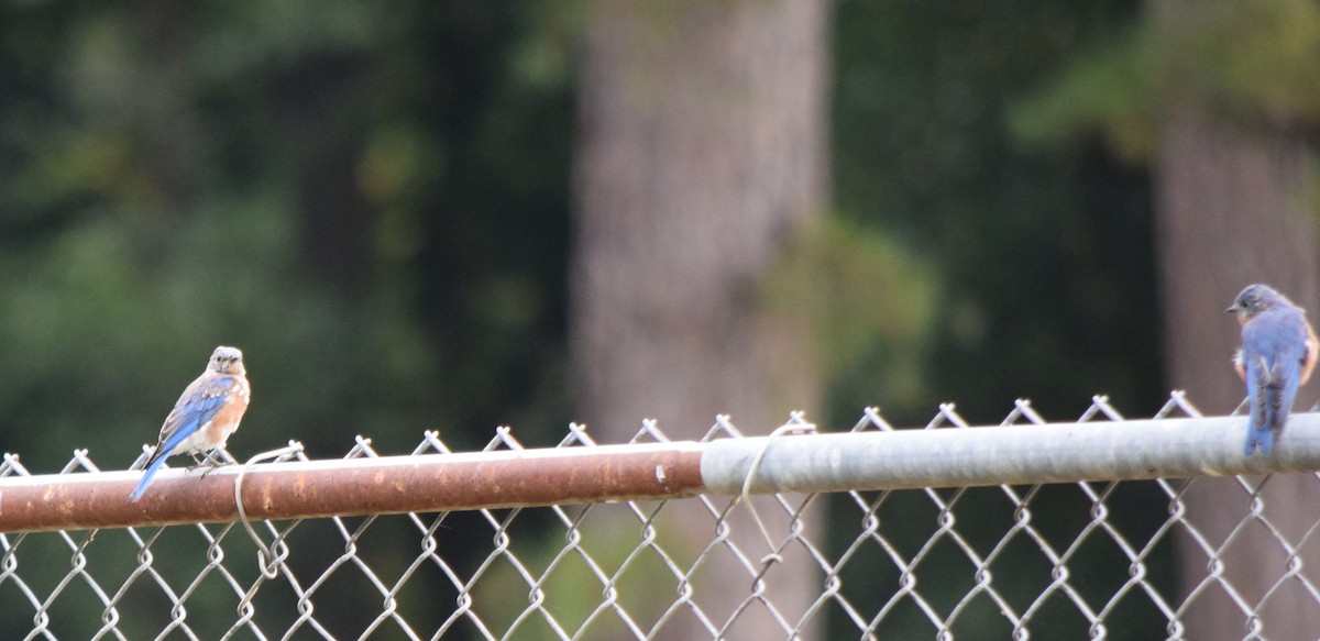 Eastern Bluebird - ML642520353