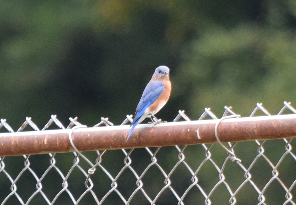 Eastern Bluebird - ML642520354