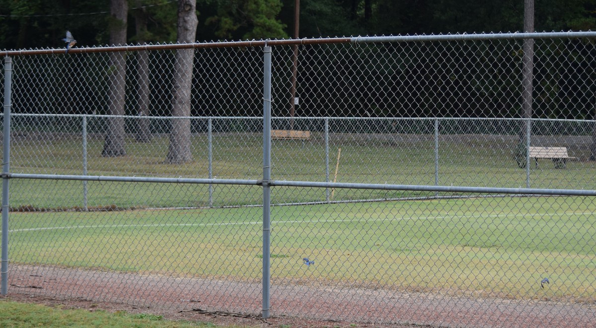 Eastern Bluebird - ML642520355