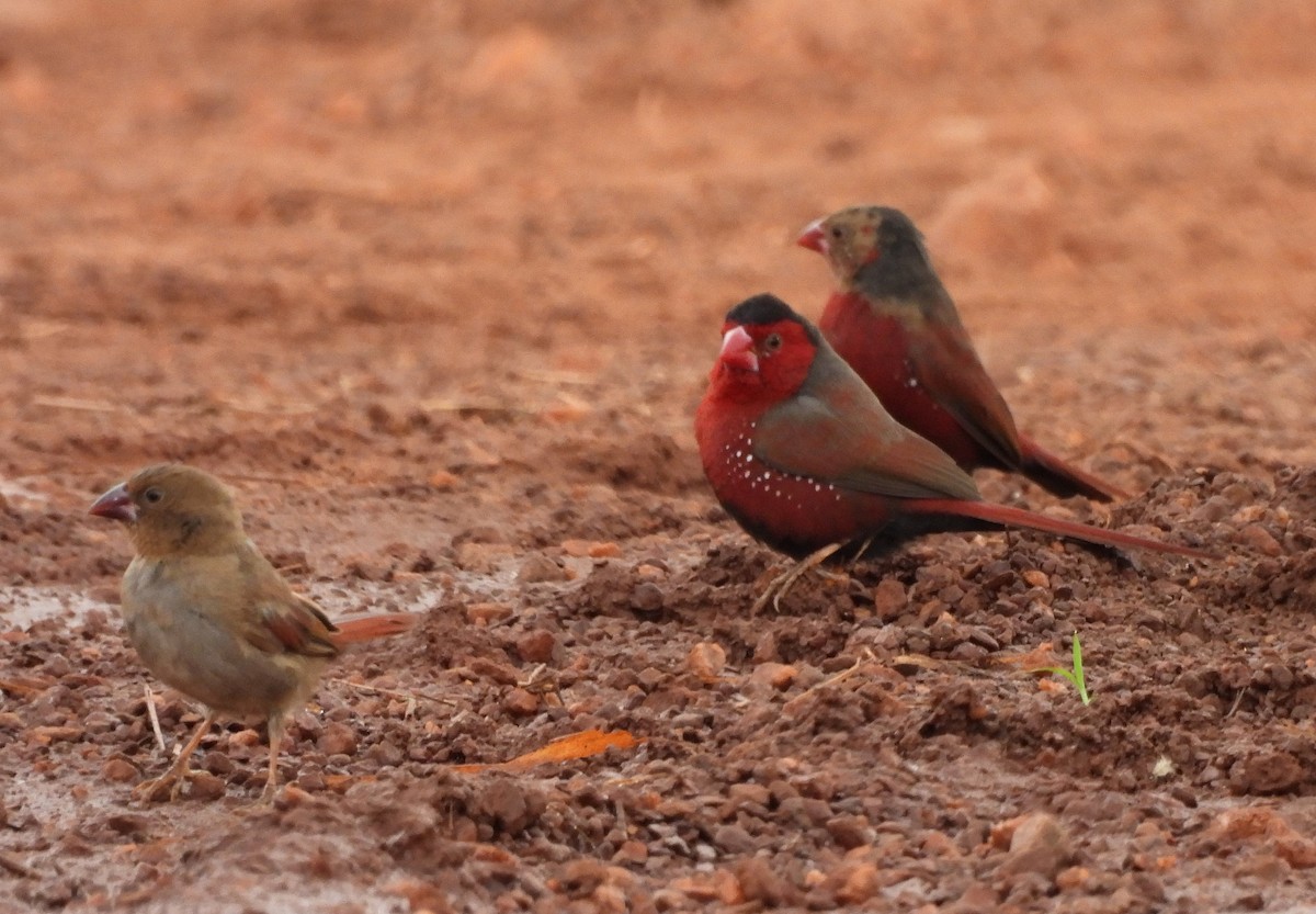 Crimson Finch - ML642520356