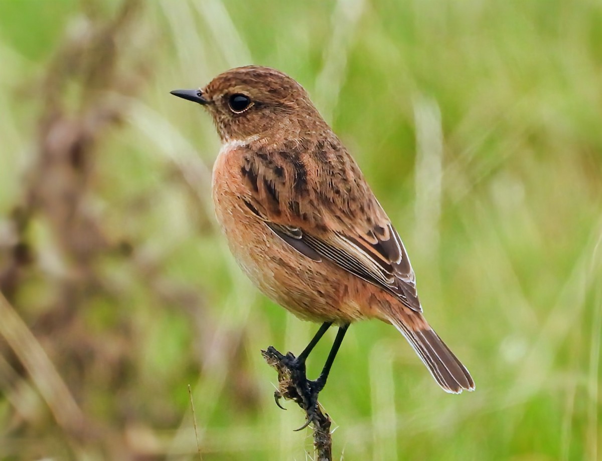 European Stonechat - ML642520359
