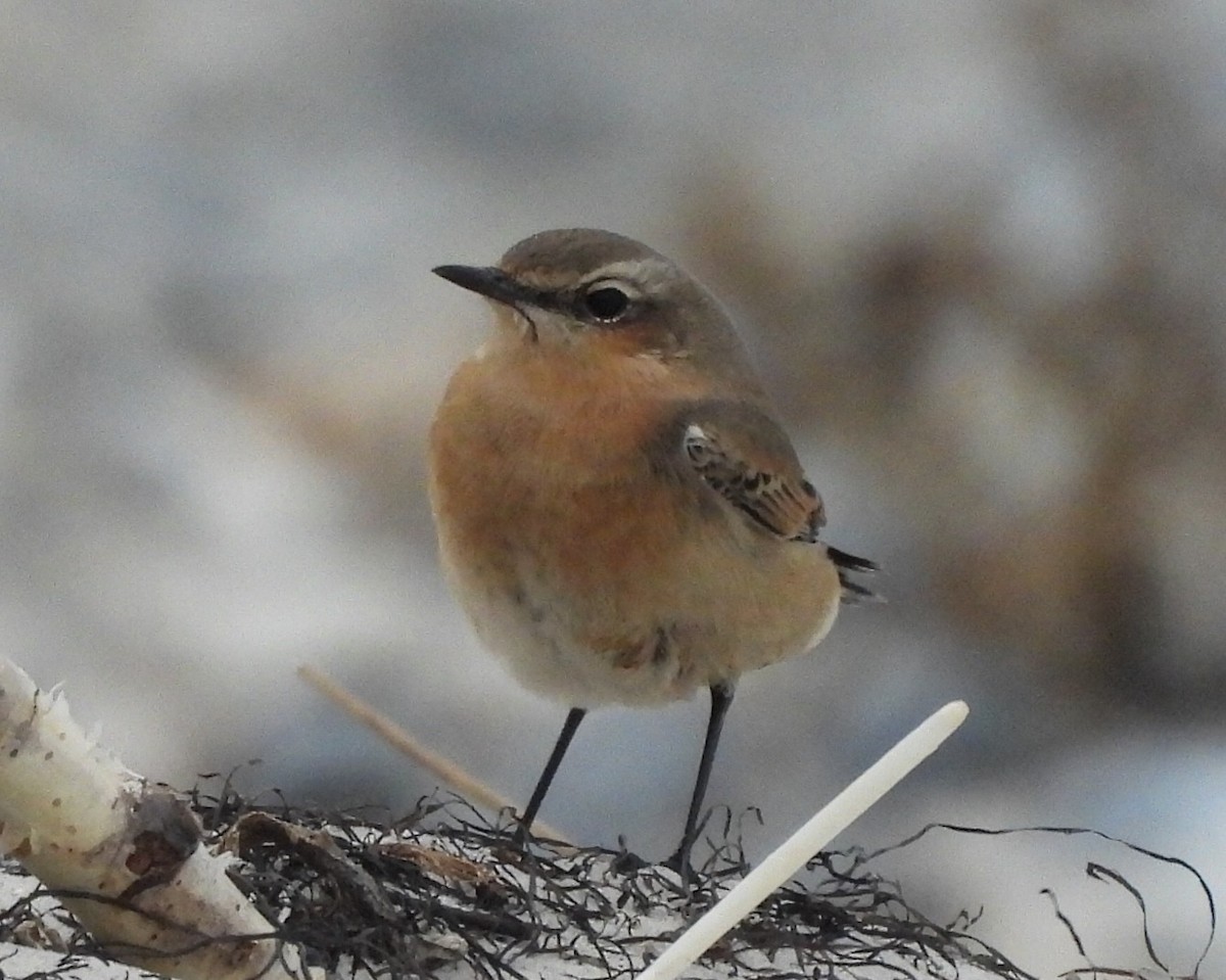 Northern Wheatear - ML642520360