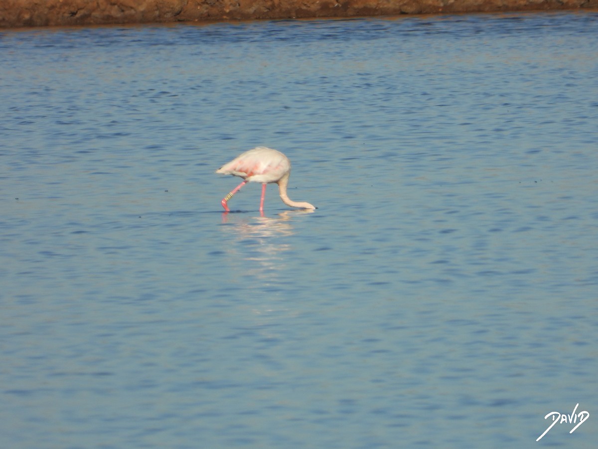 Greater Flamingo - ML642520361