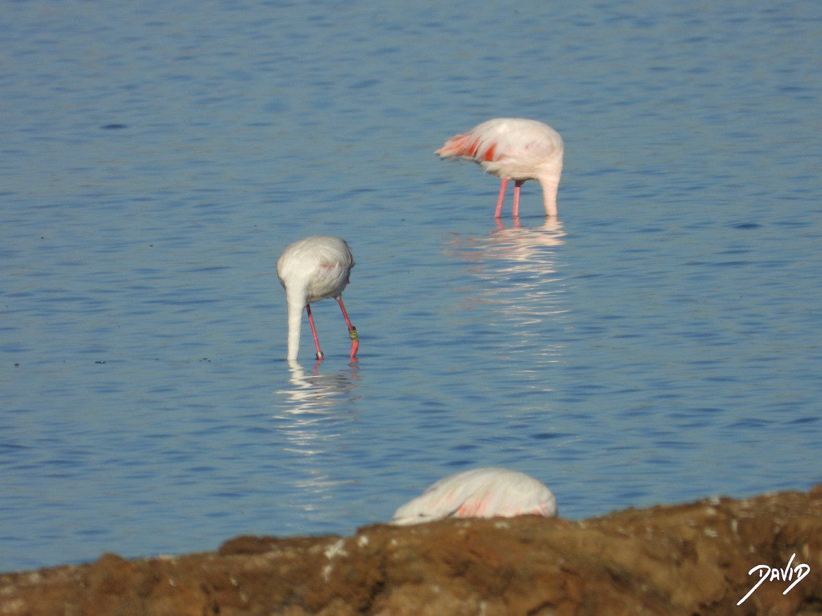 Greater Flamingo - ML642520362