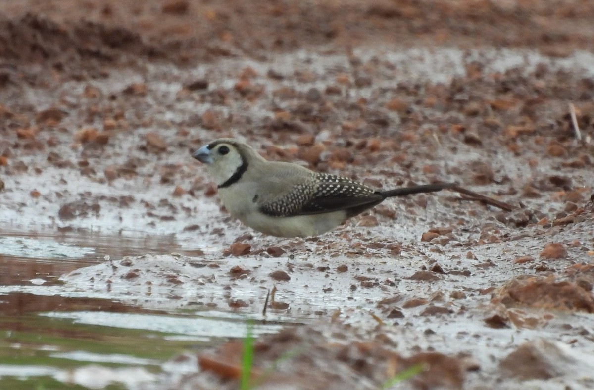 Double-barred Finch - ML642520363