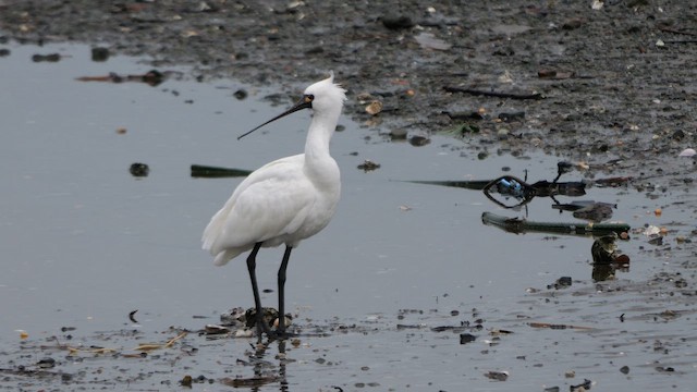 Black-faced Spoonbill - ML642520364