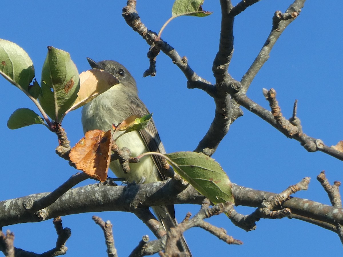 Eastern Phoebe - ML642520365