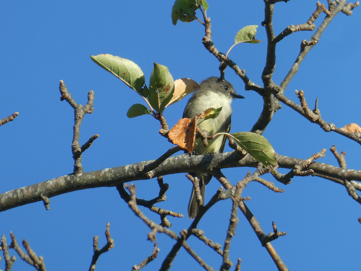 Eastern Phoebe - ML642520366