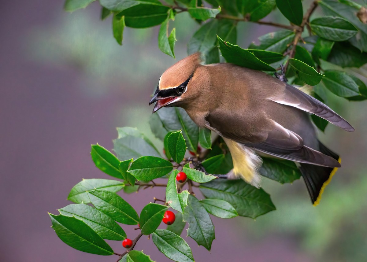Cedar Waxwing - ML642520367