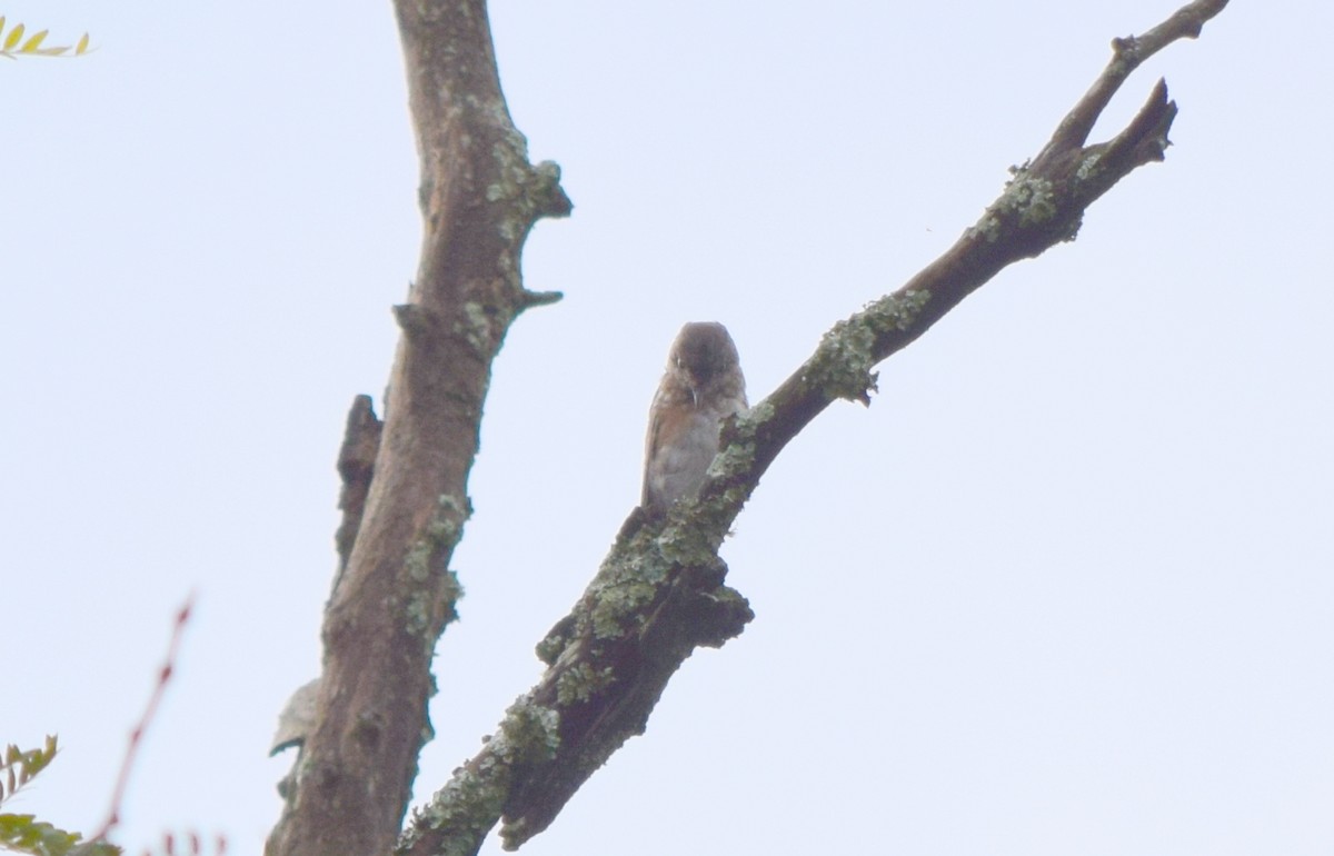 Eastern Bluebird - ML642520368
