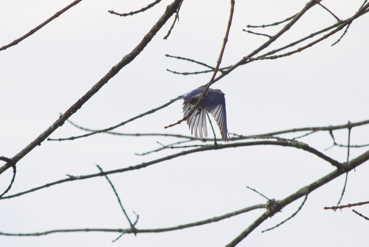Eastern Bluebird - ML642520369